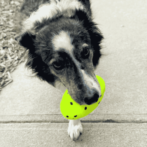 KONG Reflex Football
